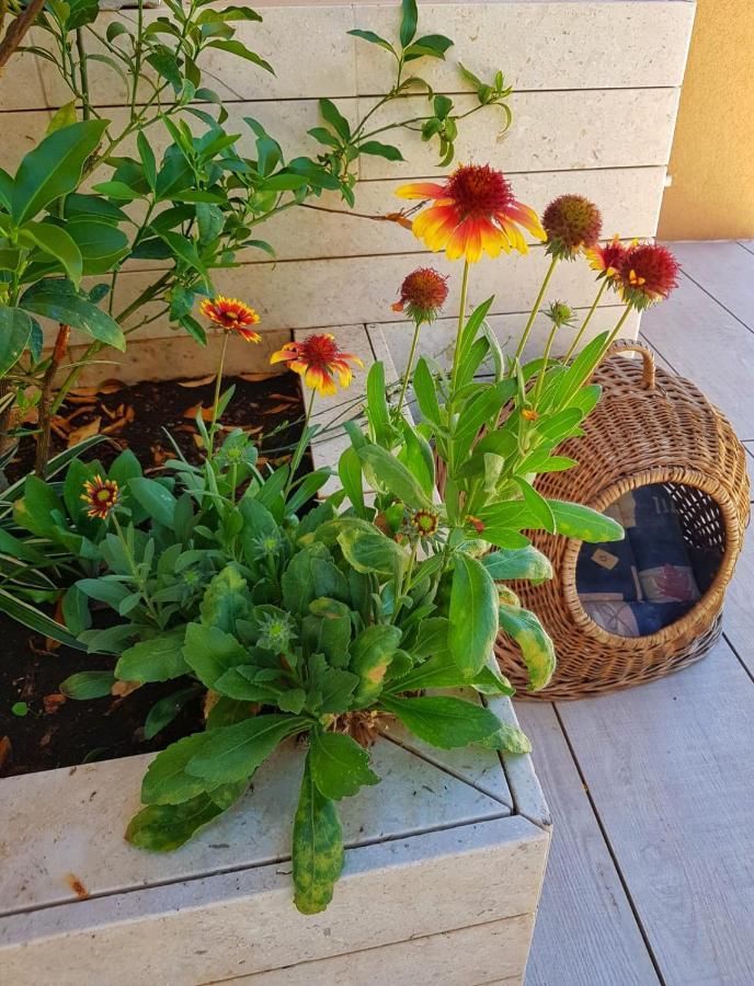 Apartmani Vrancic Mandre Dış mekan fotoğraf
